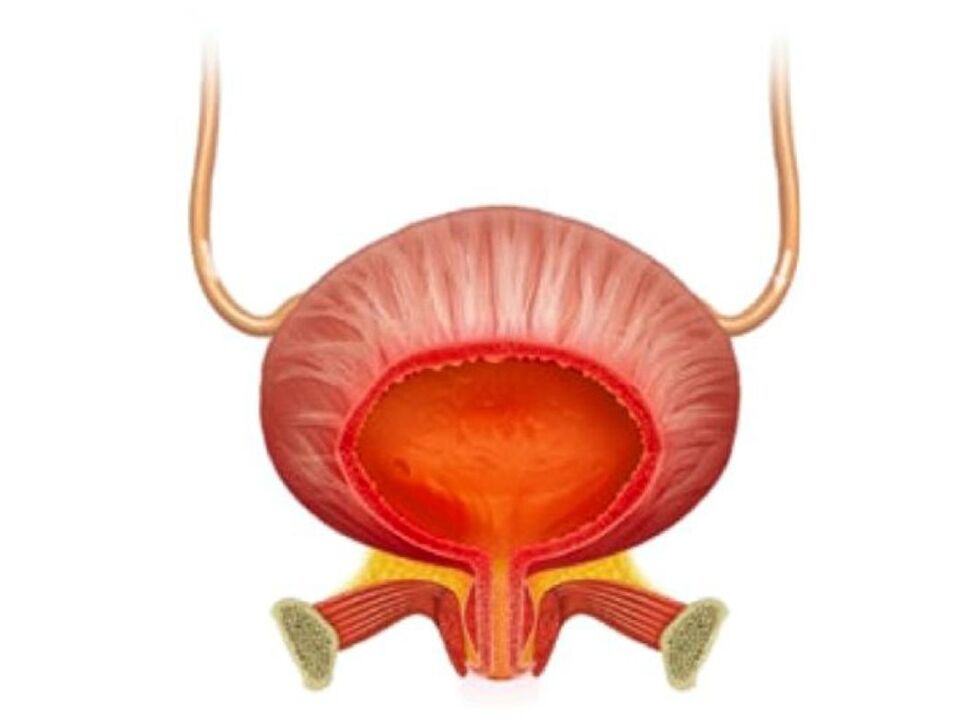 Infiammazione della vescica e il loro trattamento con capsule Cystolax